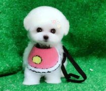 高品质博美乖巧可爱、萌宠性格粘人、包健康