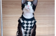 子孝猫舍·常年繁育精品赛级精品德文卷毛猫英短蓝金紫金金渐层缅
