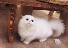 萌宠宠物猫·家庭精养499起批发短毛猫蓝猫折耳猫蓝白金渐层银