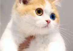 萌宠宠物猫·家庭精养499起批发短毛猫蓝猫折耳猫蓝白金渐层银