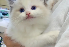 纯种健康猫咪·出售英短 蓝猫 蓝白 金银渐层 布偶 美短虎班
