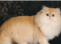 大商闹闹猫舍·大商闹闹猫舍国外重金引进b1/b1熊版小鹿金借
